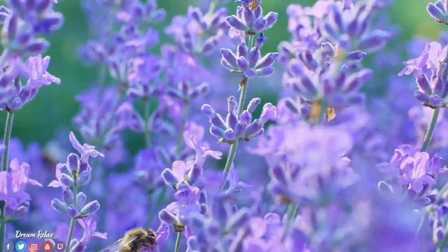 Антология лучших песен Сергея Грищука - Музыка приносит большое счастье.