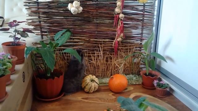 Angora krolik.Chast 1.Znakomstvo.Ангорский кролик.Часть 1.Знакомство. смотреть онлайн