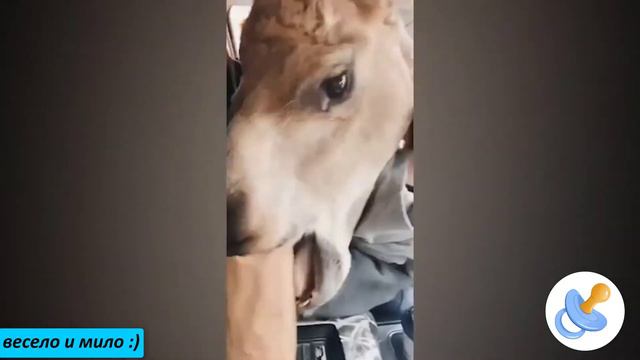 😂 😂 РЖАЛ ДО СЛЕЗ😂 ПРИКОЛЫ😂 СМЕШНЫЕ ПАДЕНИЯ 😂 И СМЕШНЫЕ НЕУДАЧИ ИСПУГИ ЛЮДЕЙ смотреть онлайн