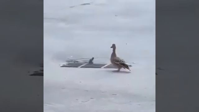 ducks fall in drain with funny edits смотреть онлайн