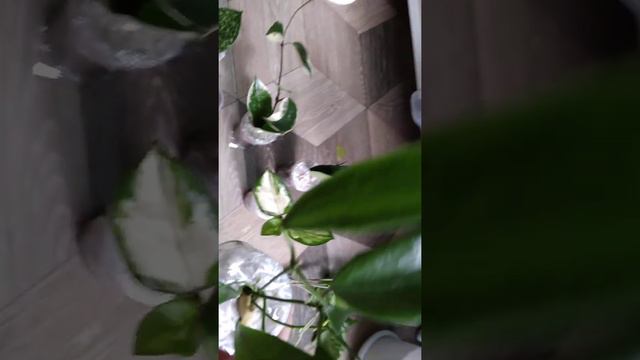 посылка с хойями . 06.09.2022. смотреть онлайн