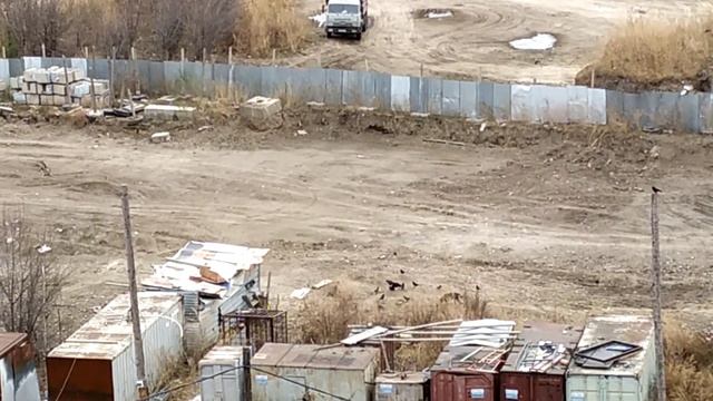 Дог-опекунша ба-Лида - кормежка стаи бродячих псов, утепление гранд-конуры - 11-08 - 11:30