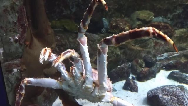 Камчатский краб. Москвариум. смотреть онлайн