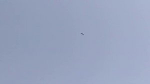 Славянский голубь черный белохвостый чубатый