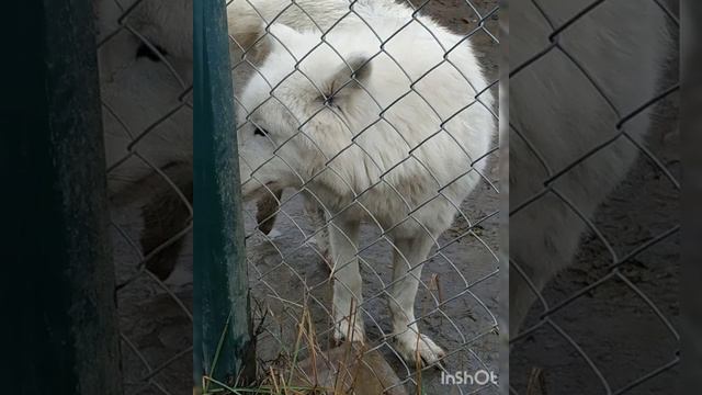 Контактный зоопарк. Долина волков смотреть онлайн