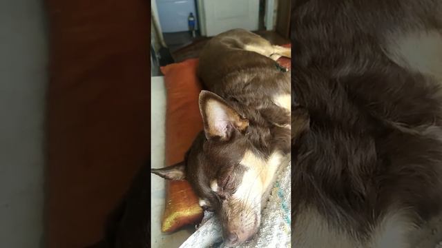 ЧУЧА ЗАЛИЗЫВАЕТ РАНЫ ПОСЛЕ СХВАТКИ С КОТОМ. Часть 3 смотреть онлайн