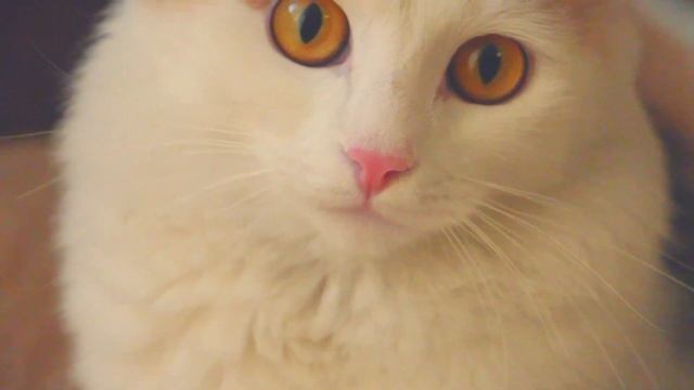 Кошка - трехцветная смотреть онлайн