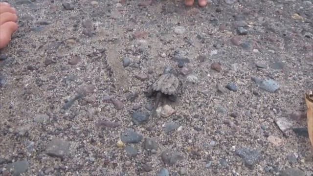 Нашли в парке детеныша грифовой черепахи Влог 84 будни многодетной семьи Савченко смотреть онлайн