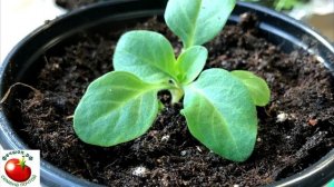 Как я рассаживаю рассаду петуни