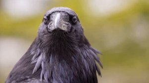 К ЧЕМУ СНИТСЯ ВОРОН # ВИДЕТЬ ВОРОНУ ВО СНЕ # ВОРОНА # ТОЛКОВАНИЕ СНОВ # СОННИК