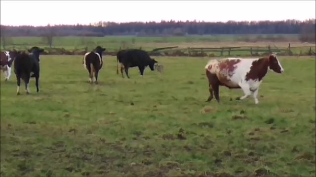 Про зверушек...и не жадных людей ! смотреть онлайн