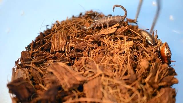 АТАКИ СКОРПИОНА. БОЕВЫЕ СТОЙКИ. УДАРЫ. смотреть онлайн