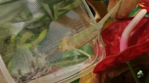 Йеменские хамелеоны. Как правильно содержать в домашних условиях.