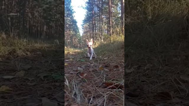 страшный лесной зверь))) смотреть онлайн