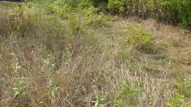 Переезд на подсолнух / Бывает и такое / Полезный совет. смотреть онлайн