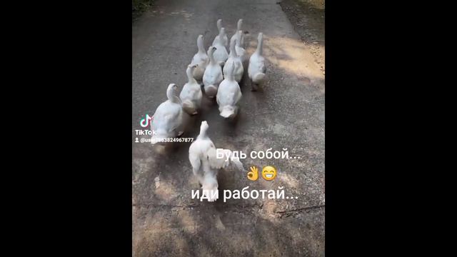 Готовьте вместе со мной...😁 и будет Вам счастье😉🍊💃🏽 2 день! смотреть онлайн