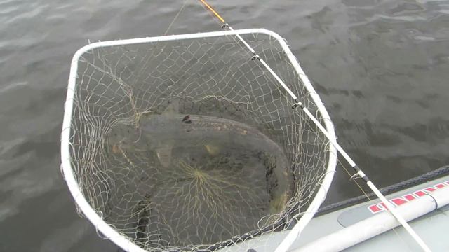 Как отпустить сома? Поймал-отпусти смотреть онлайн