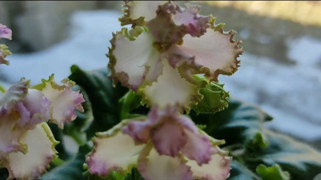 10 СОРТОВ ФИАЛОК С НАЗВАНИЯМИ.