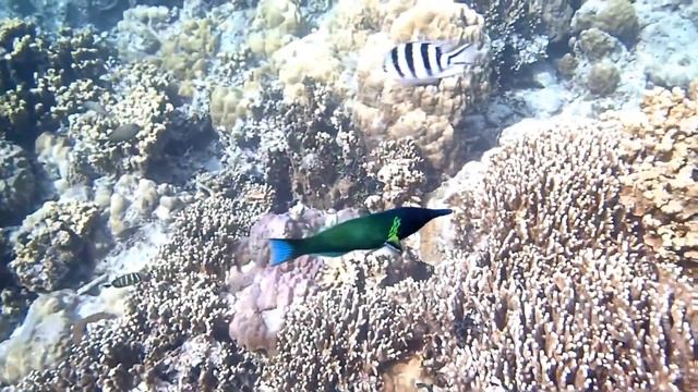Facts: The Bird Wrasse смотреть онлайн