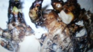 Золотой корень: лечебные свойства и противопоказания.