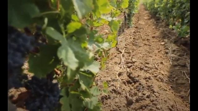 ?? Легенды Лефкадии #лефкадия #виноградники #лаванда #дионис ?? смотреть онлайн