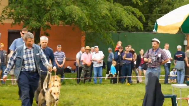 гончие-А Выставка ЛООИР 05.06.11. Ринг русских гончих.avi смотреть онлайн