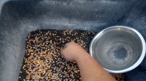 Убойная зерносмесь для бройлеров / Супер корм для откорма / финишный / замена комбикорму