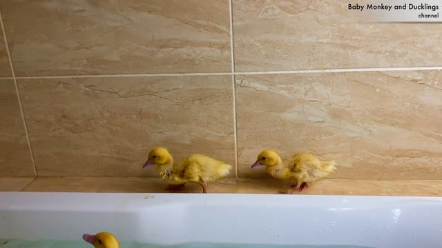 Ducklings Swim In The Bath