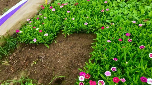 Hybrid Gerbera seedlings 30₹॥cheapest price seasonal seedling॥सस्ते दाम में सीज़ॉनल पौधे॥Syngonium смотреть онлайн