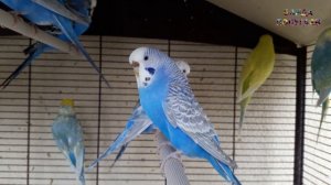 ? Учим попугая по имени Кеша говорить, видеоурок 2: "Кеша, Кешечка хороший"