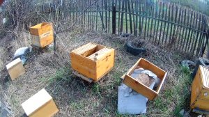 Пересадка пчёл из пакета в улей 10. 05. 2021 года.