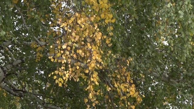 Сентябрь на Куликовом поле смотреть онлайн