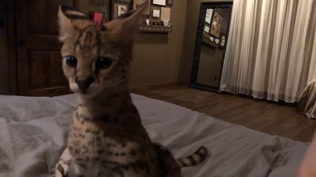 Serval Playing Fetch