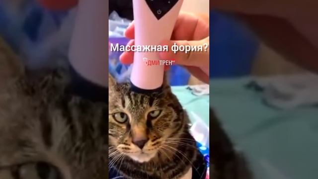 кот и фория