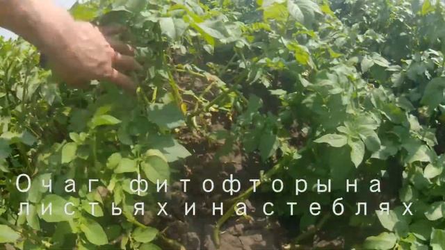 Фитофтора на картофеле смотреть онлайн