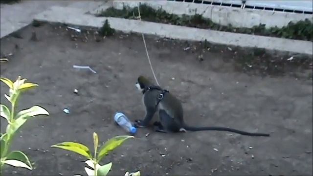 Турция, животные Кемера. Турецкие козлы на скалах и кошки, наглая обезьяна и говорящий попугай смотреть онлайн