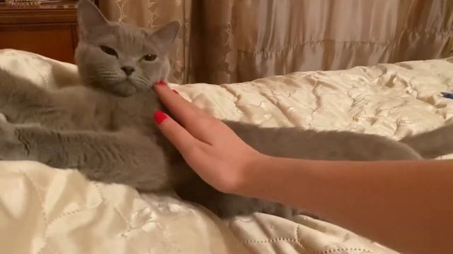 Моя красивая британская кошка 2 видео #британскаякошка #видеоскотами #британскийкот смотреть онлайн