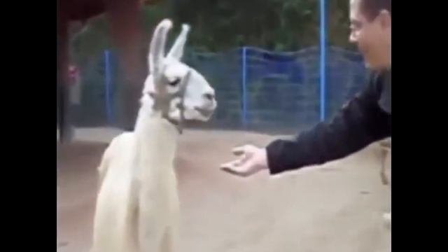 Другу выпала легенда (clash royale) смотреть онлайн