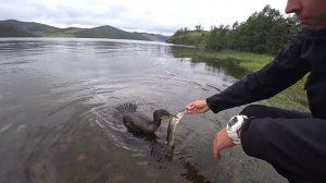 НАШЕСТВИЕ БАКЛАНОВ НА БАЙКАЛЕ  - БАКЛАН ОТБИРАЕТ УЛОВЫ У РЫБАКОВ