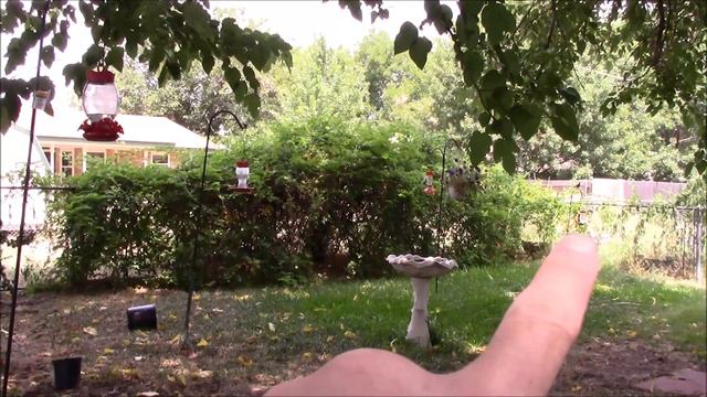 Bully Hummingbirds! How to Reduce Aggression and Aggressive Males смотреть онлайн
