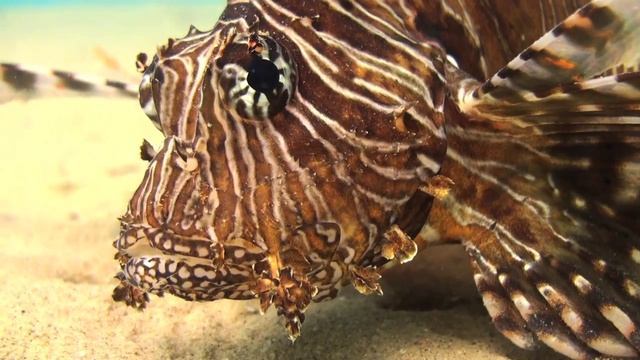 Nuweiba - A Diver's Guide part 1.mov смотреть онлайн