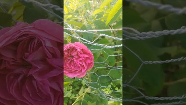 June is Rose Month! Charles de Mills смотреть онлайн