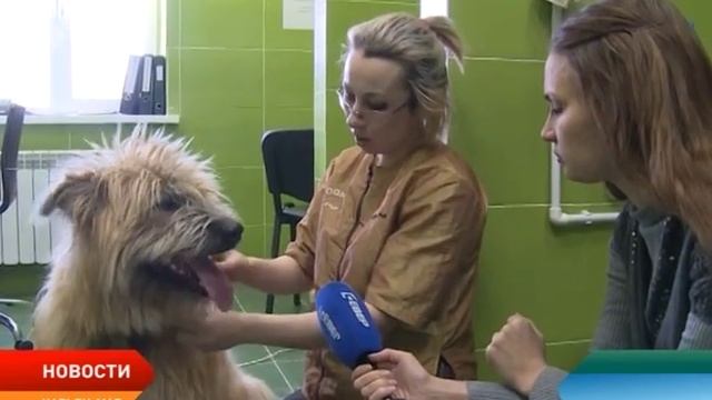 Грумер-доброволец из Нарьян-Мара делает стрижки бездомным собакам смотреть онлайн