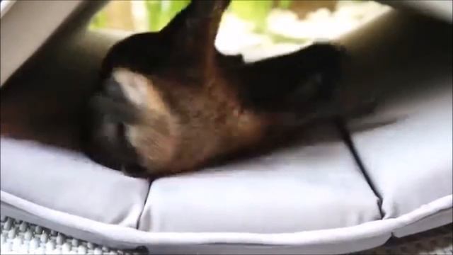 Cute Otter Video Compilation 2016