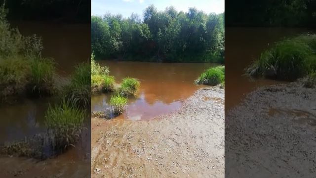 Кировская область Горная пиренейская собака купается в речке смотреть онлайн