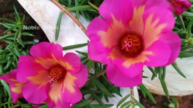 7 COLORS JUMBO PORTULACA COLLECTION EVER - Pathumani - Moss Rose - Portulaca Grandiflora - Sun Rose смотреть онлайн