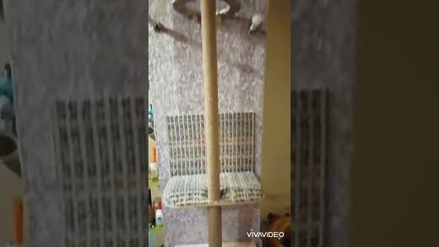 дом для кошки своими рвками смотреть онлайн