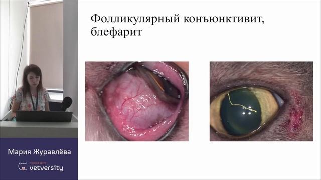 Атопический дерматит. Интертриго брахицефалов. смотреть онлайн
