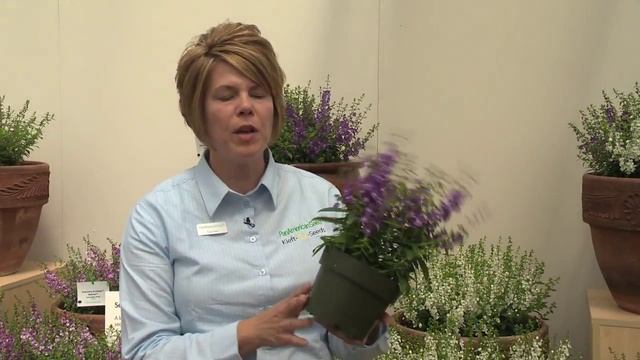Serena®: An exceptional seed angelonia смотреть онлайн