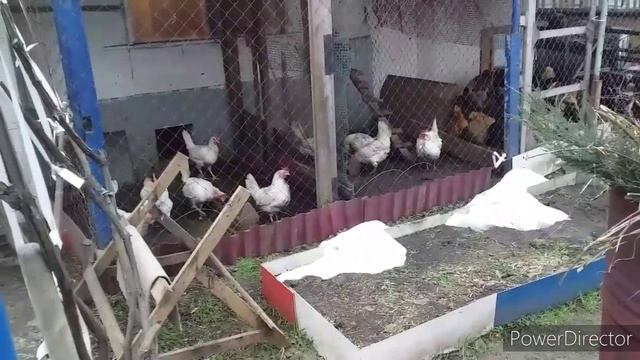 Куры Леггорн-Лучшая Несушка!//Почему Яйцо не Отправляю?//Молодки Начали Нестись//Ждём Мороз! смотреть онлайн